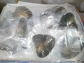 10-Piece Freshwater Wish Pearl Oyster Kit 7–8mm Oval Beads – 10PCS
