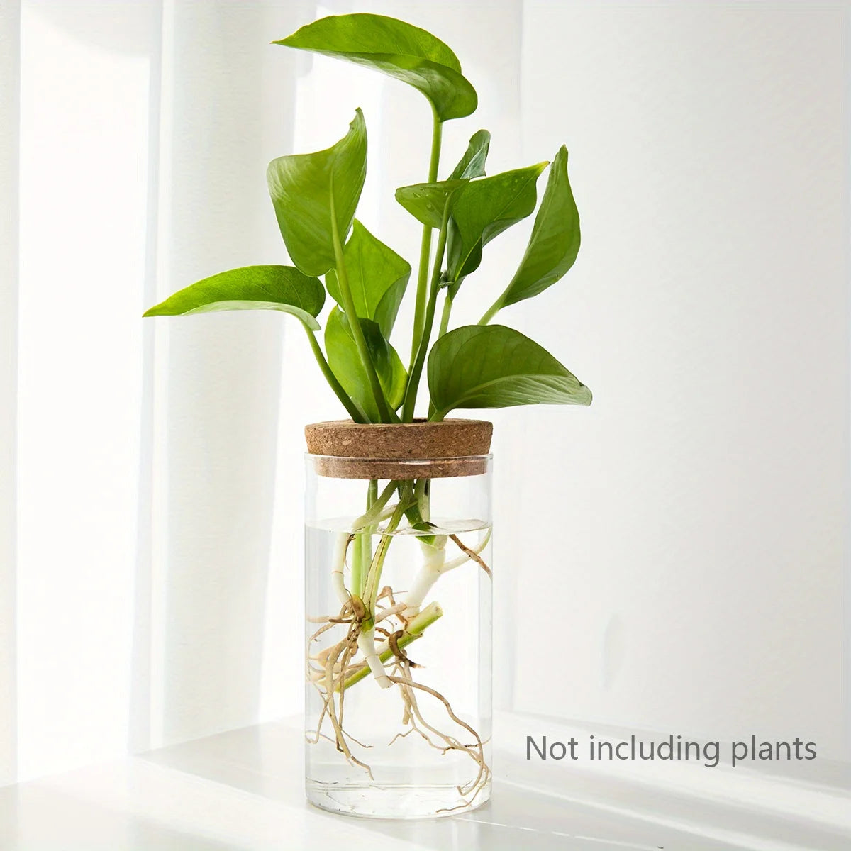 Desktop Hydroponic Glass Planter Vase for Plant Propagation – 6.5X12CM 2.56inX4.72