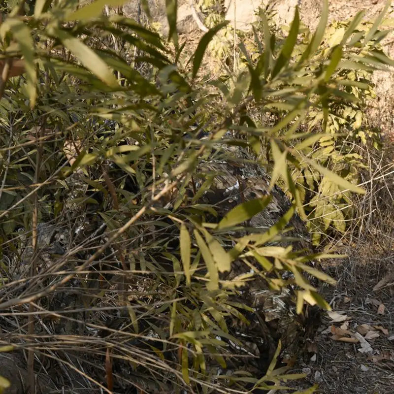 Person in ghillie suit blending into natural forest surroundings