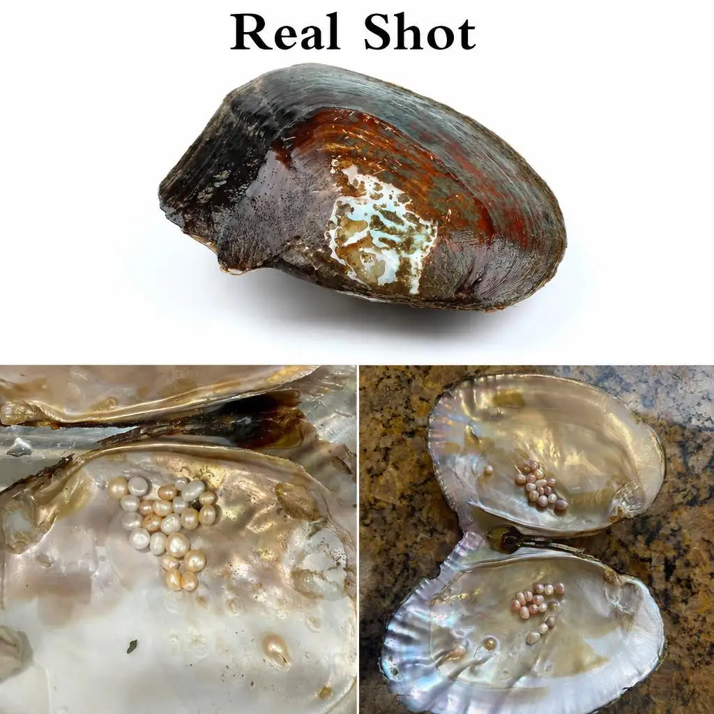 Comparison of whole and open oyster shells with pearls