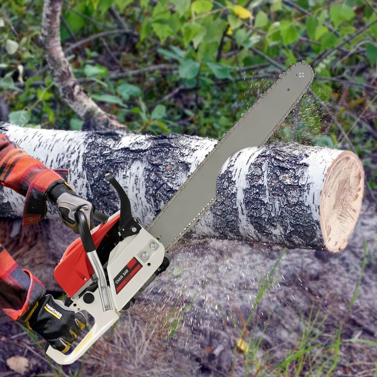 Person cutting a birch log with a red and white petrol chainsaw