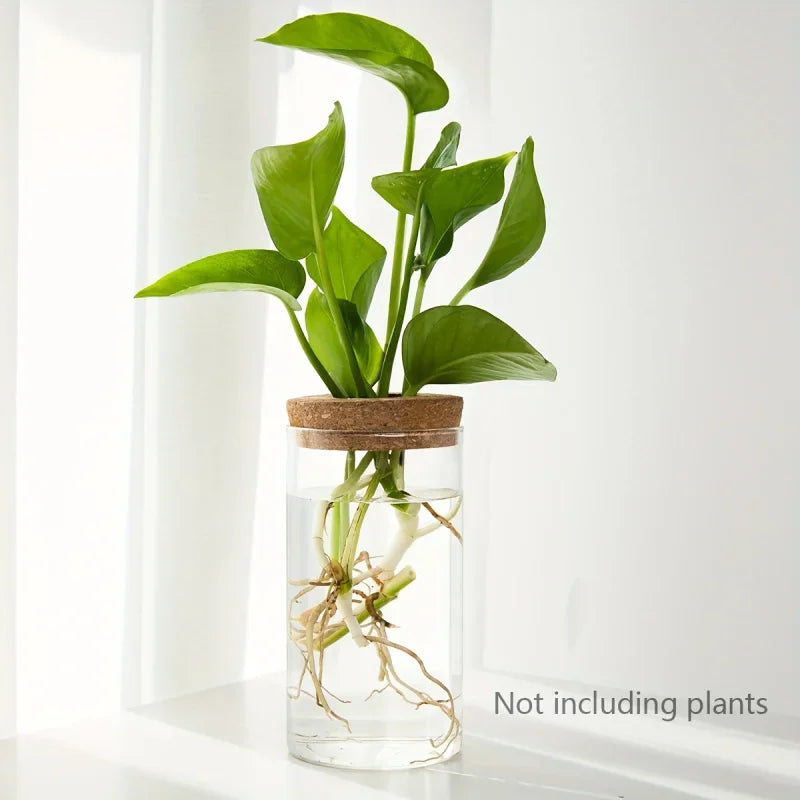 A single cylindrical glass vase with a cork lid and a hydroponic plant inside