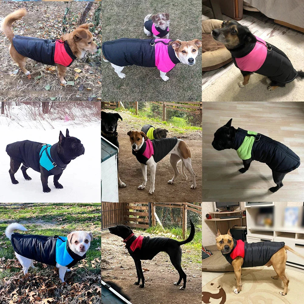 Various breeds of dogs wearing colourful winter jackets