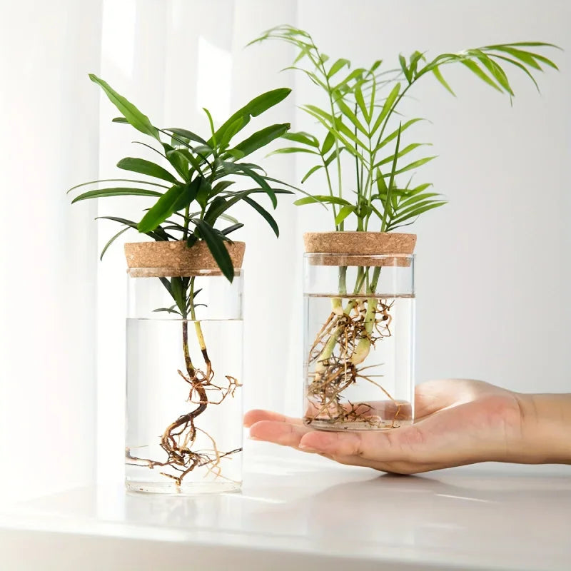 Glass cylindrical vases with cork lids containing water and hydroponic plant cuttings, held in a hand