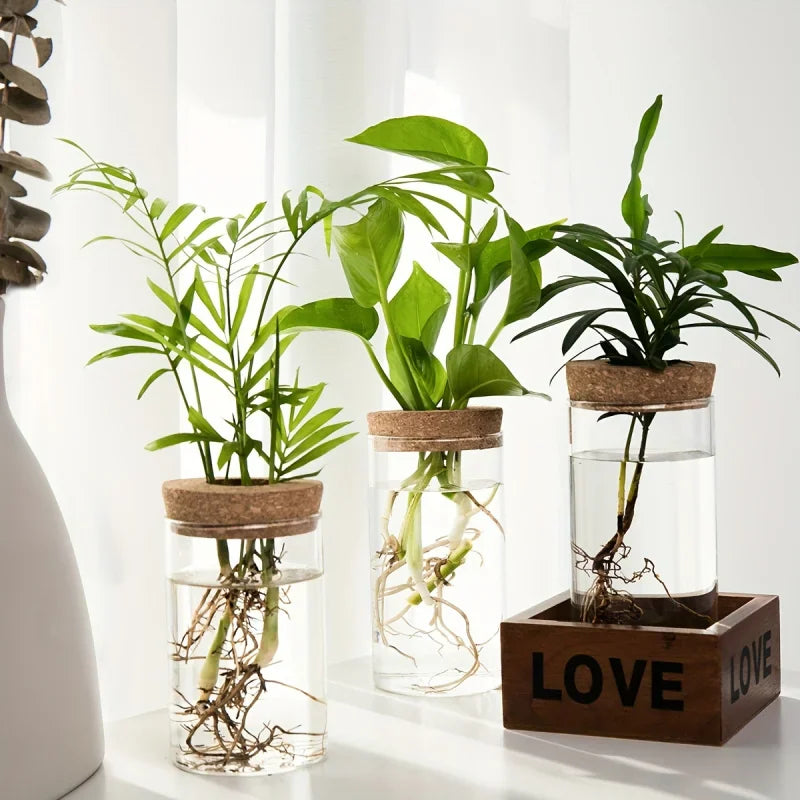 Three cylindrical glass hydroponic vases with cork lids and assorted plants, next to a decorative wooden box