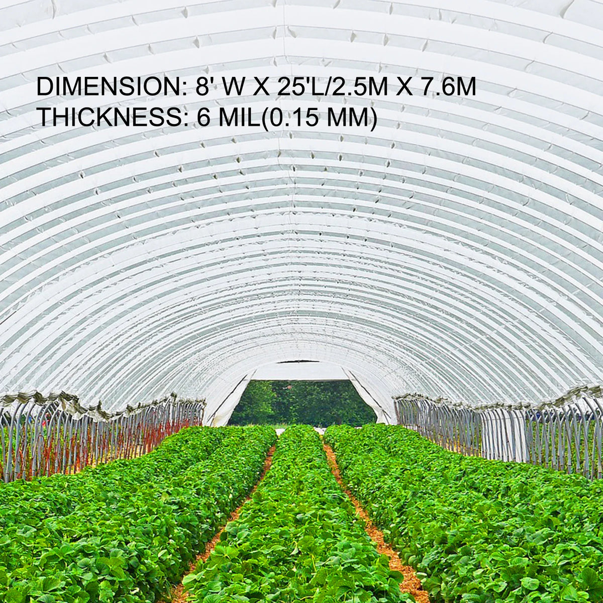 Interior view of a greenhouse with plants and film dimensions text