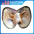 Open oyster shell with many white cultured pearls inside