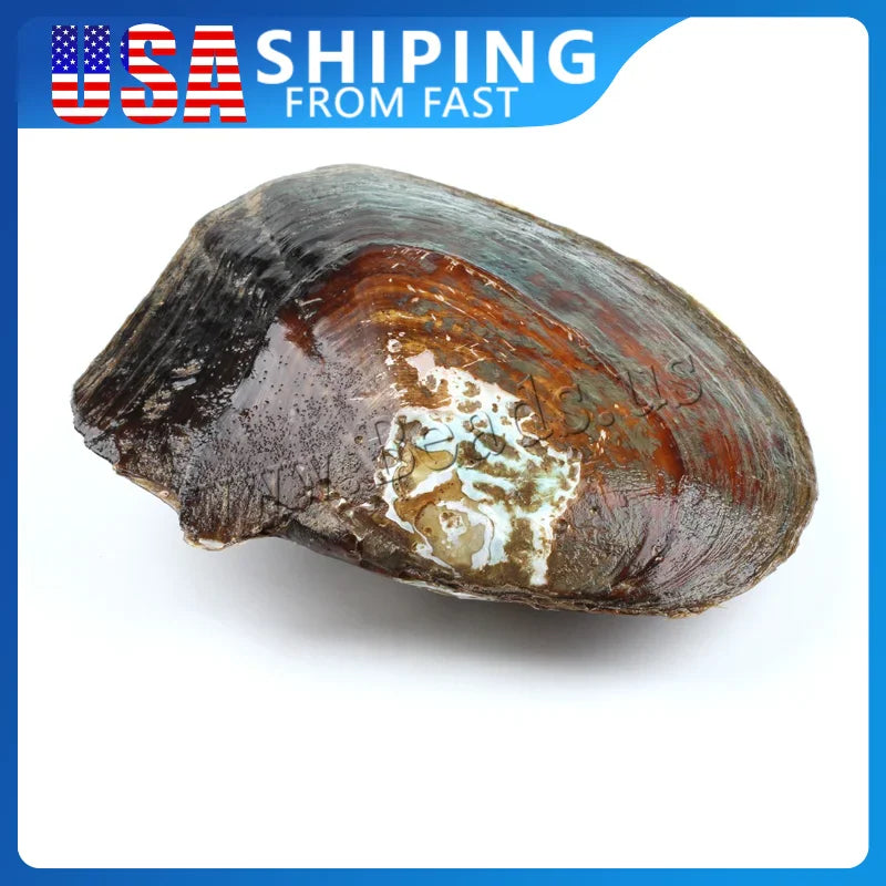 Close up of a whole dark freshwater oyster shell