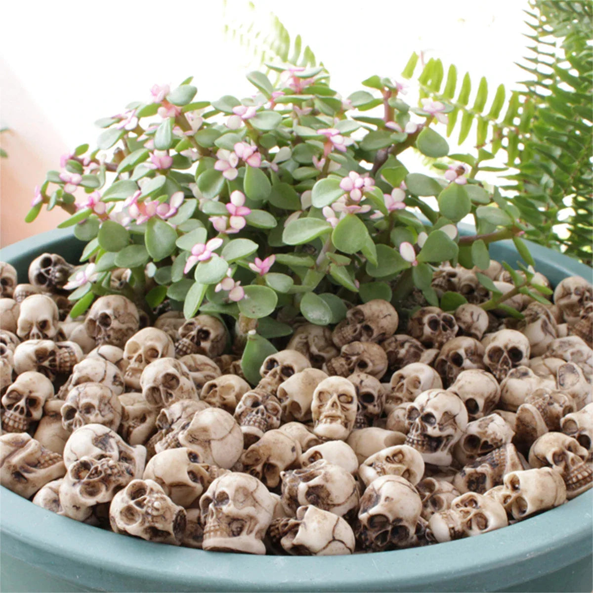 Small skull figurines used as decorative soil topper in a succulent plant pot