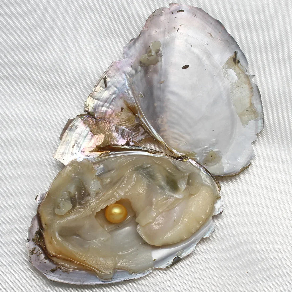 An open pearl oyster with a golden freshwater pearl inside