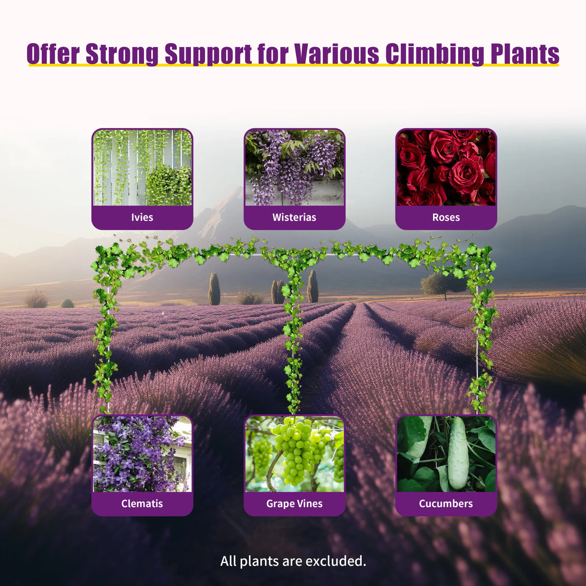 Metal arch stand showing support for various climbing plants