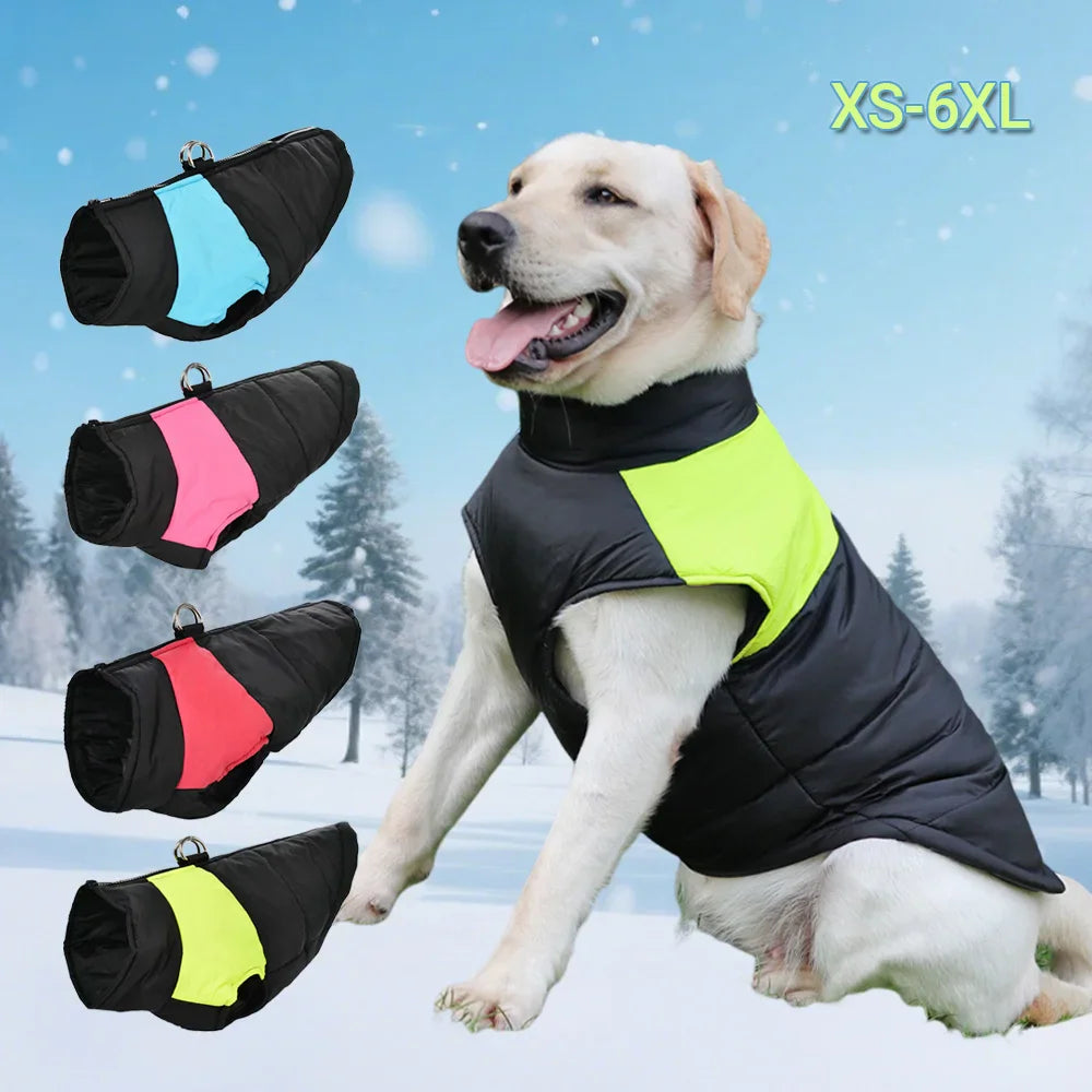 A labrador wearing a colourful insulated dog vest with D-ring