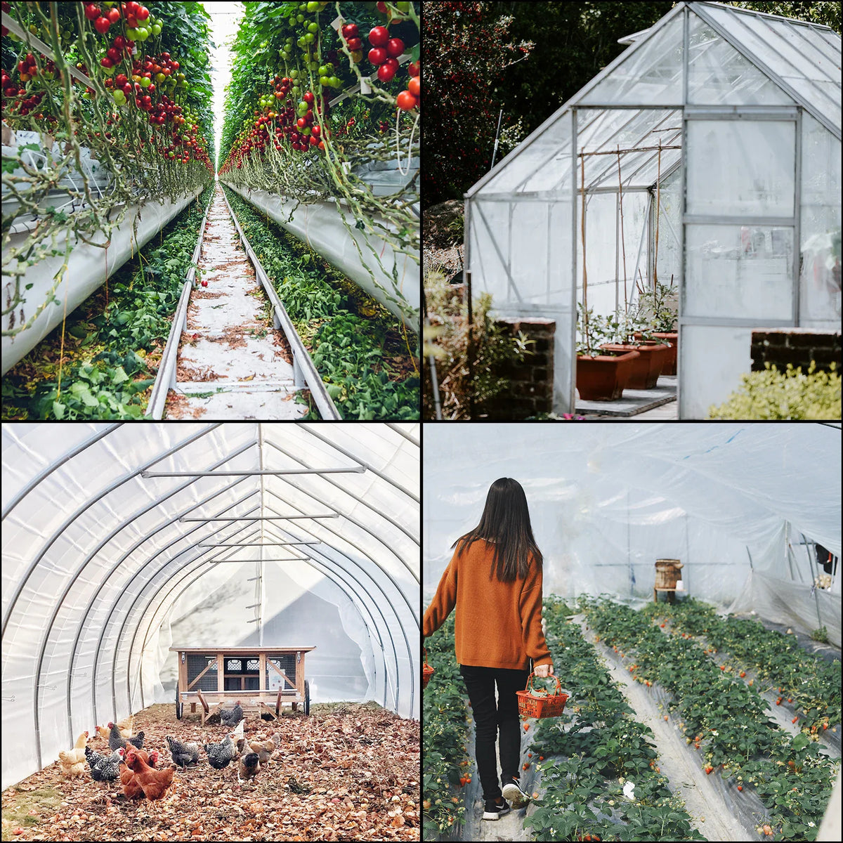 Greenhouse farming scenes with crops, a garden structure, and chickens
